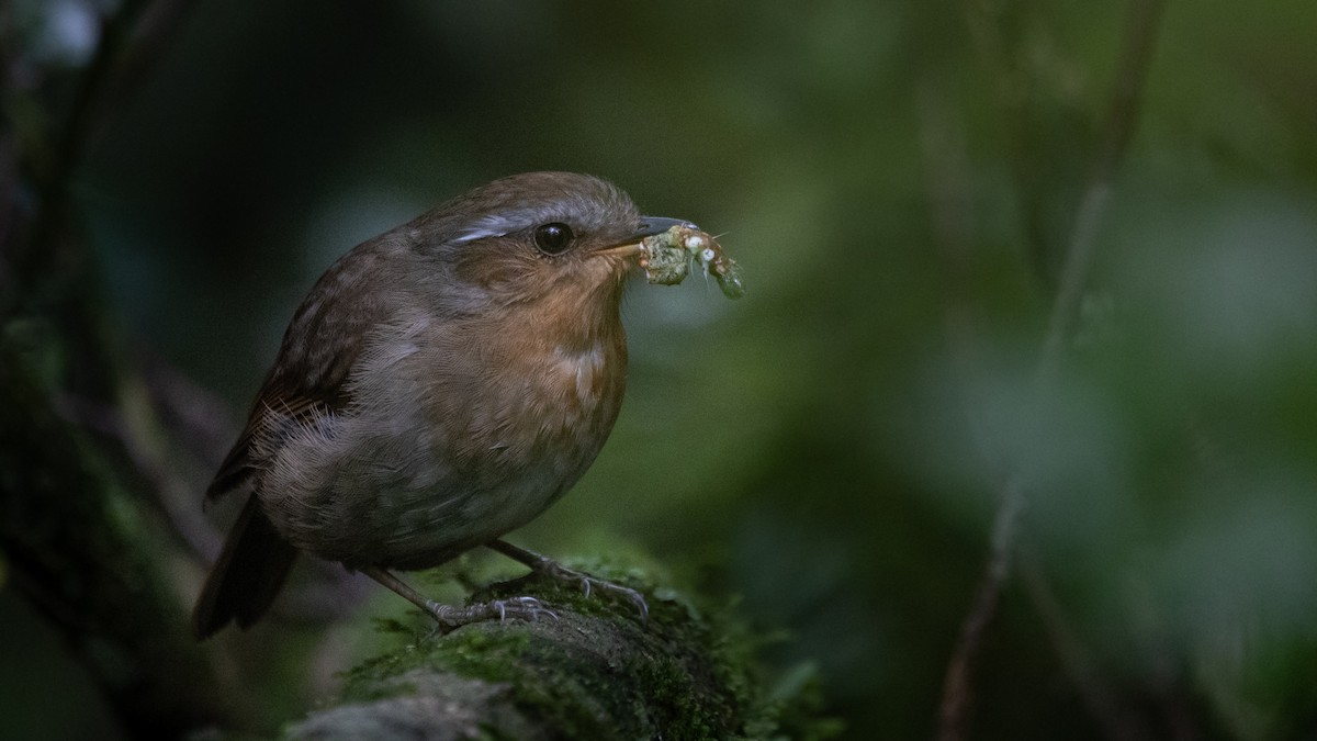 Rufous Gnateater - ML627727958