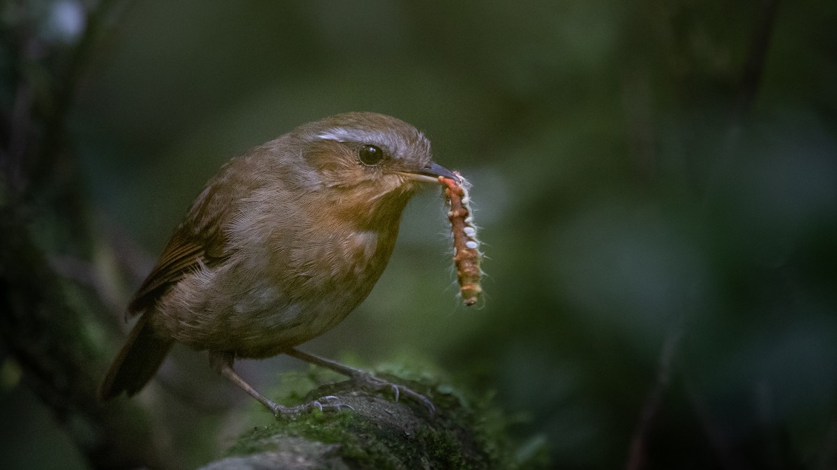 Rufous Gnateater - ML627727959