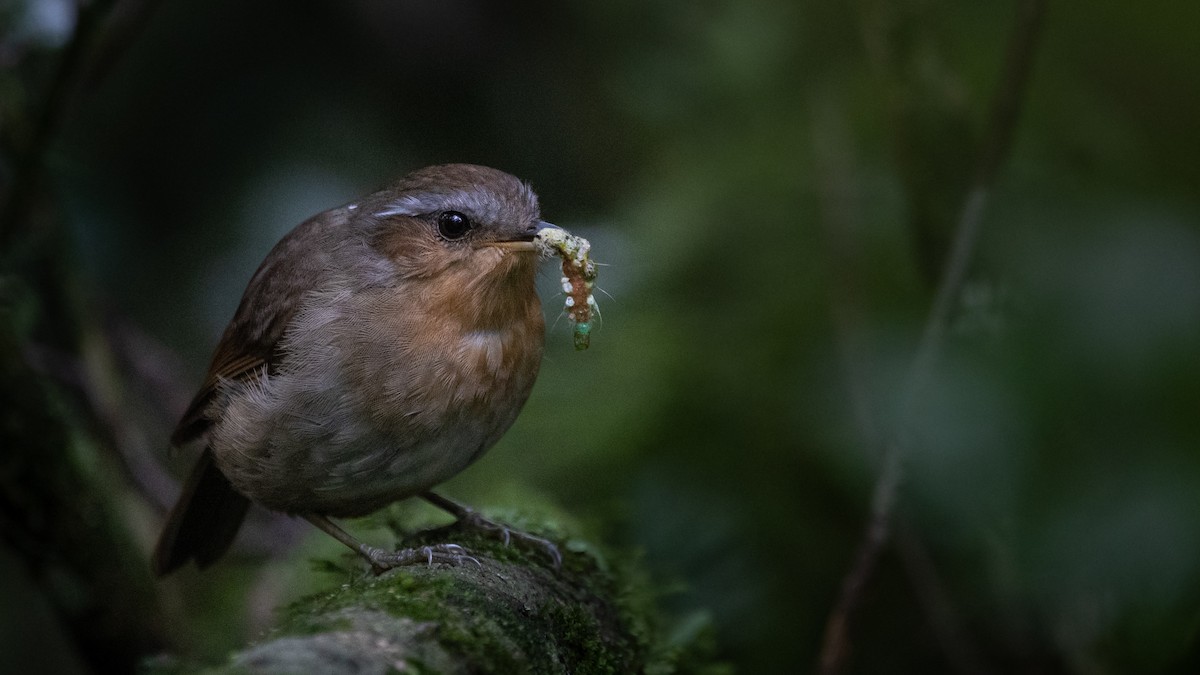 Rufous Gnateater - ML627727960