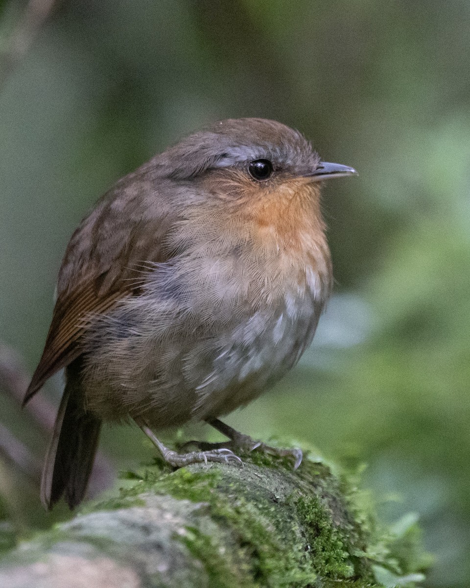 Rufous Gnateater - ML627727961