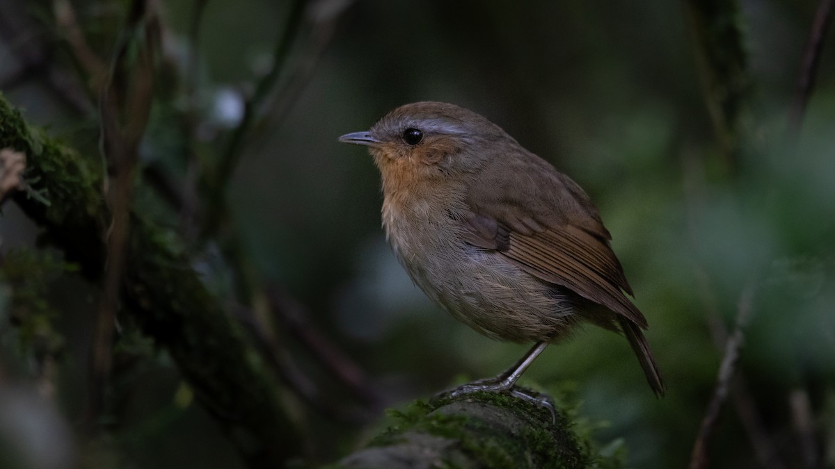 Rufous Gnateater - Jorge Chamorro