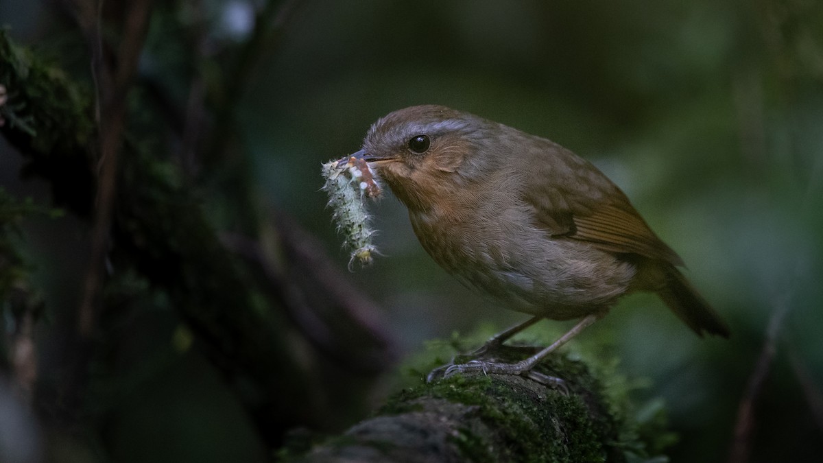 Rufous Gnateater - ML627727963