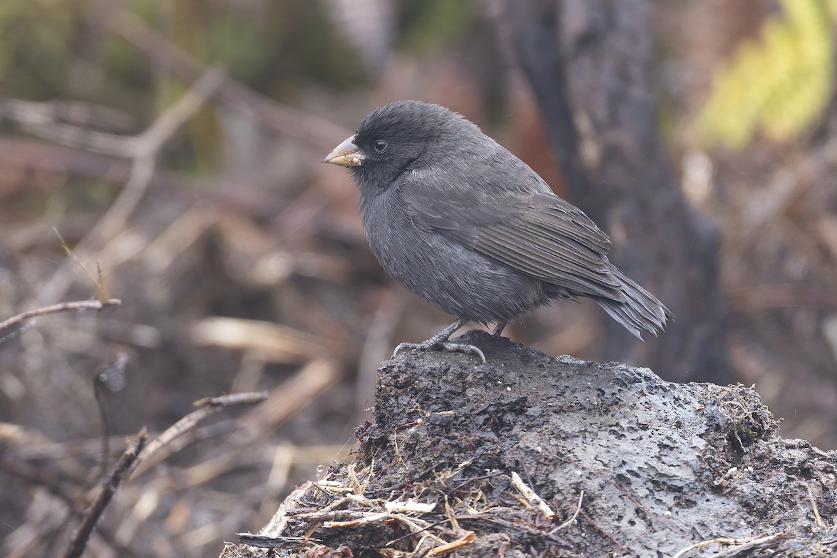 Small Ground-Finch - ML627728008