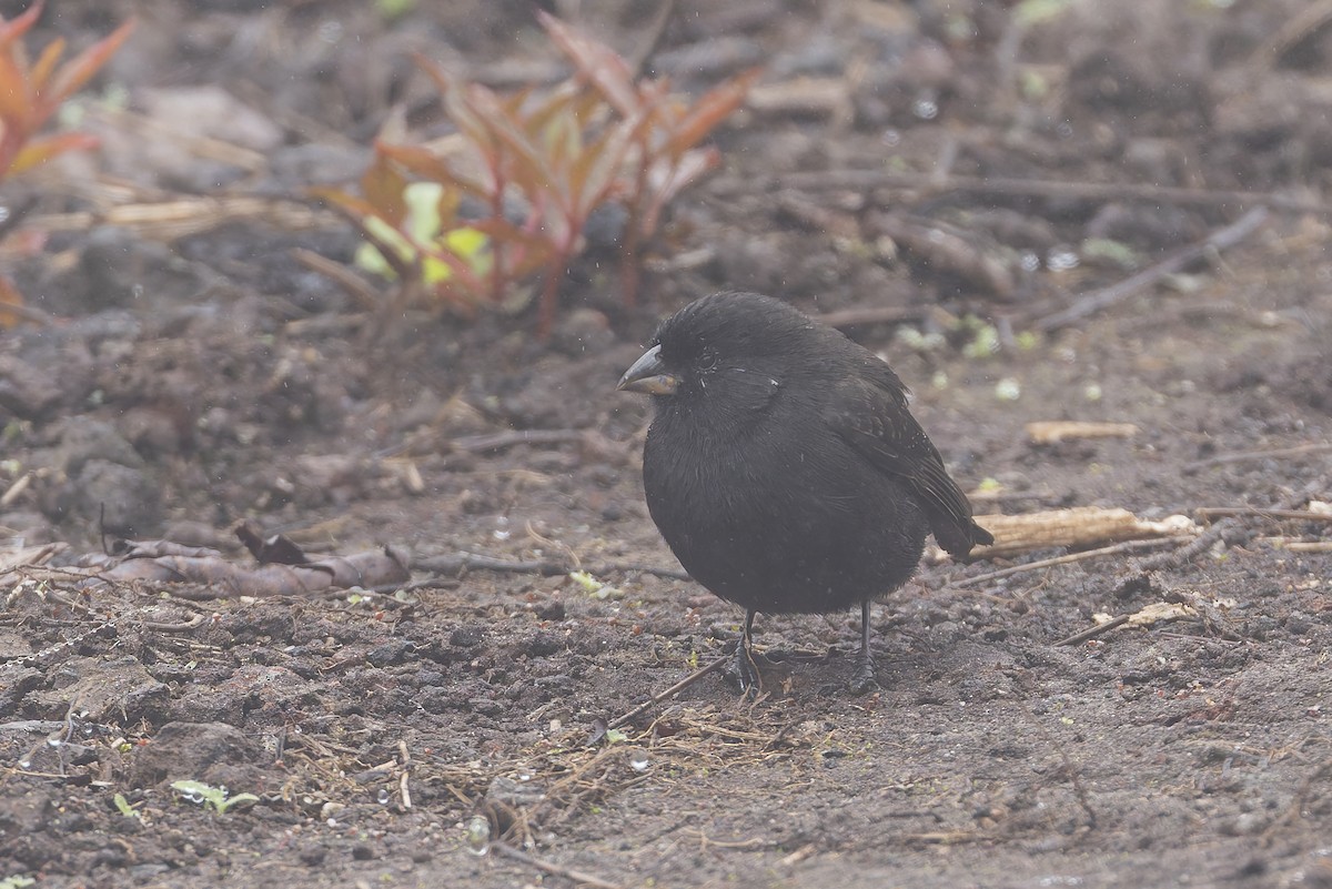 Small Ground-Finch - ML627728009