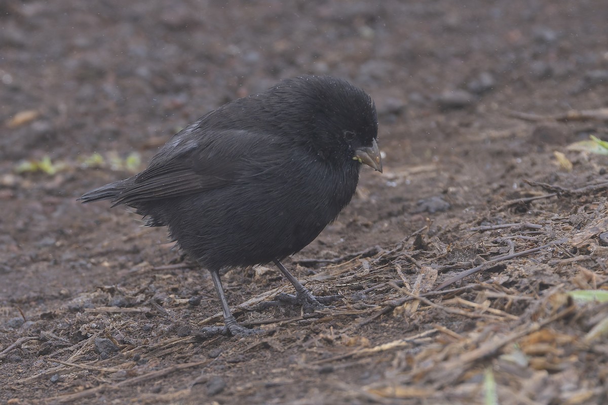 Small Ground-Finch - ML627728012