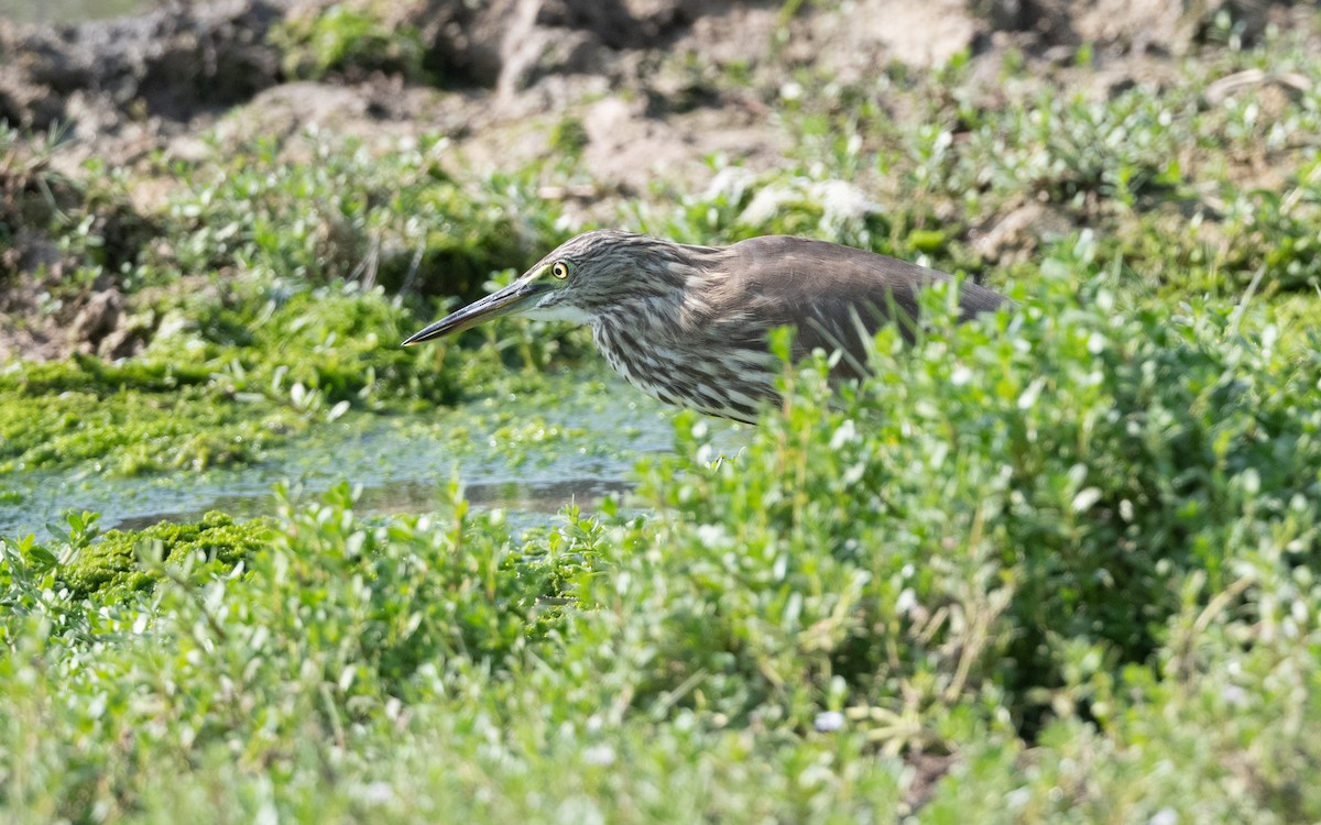 Indian Pond-Heron - ML627728067