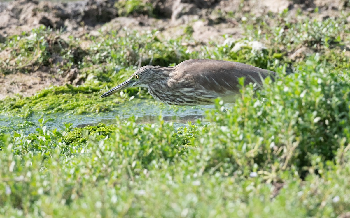 Indian Pond-Heron - ML627728068