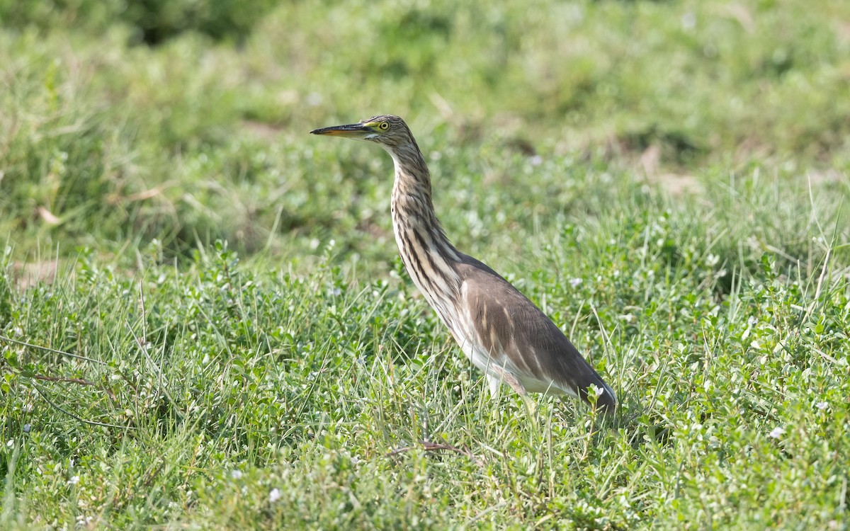 Indian Pond-Heron - ML627728069