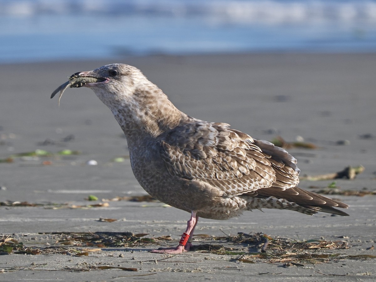 American Herring Gull - ML627728097