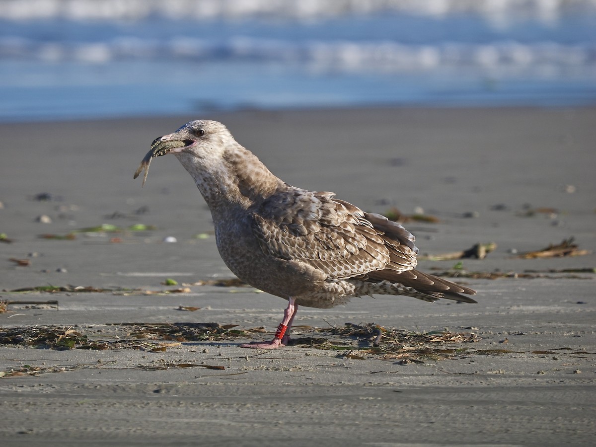 American Herring Gull - ML627728098