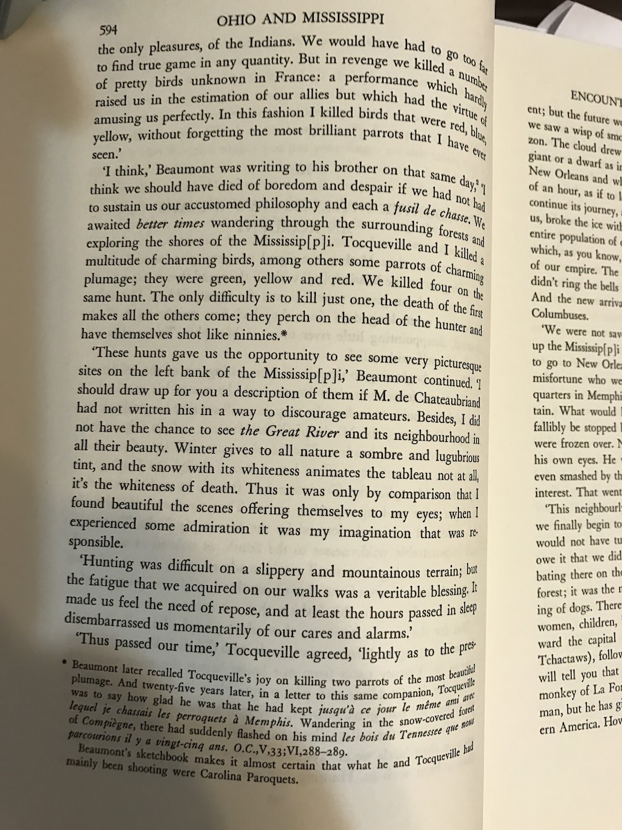 Carolina Parakeet - ML62772811