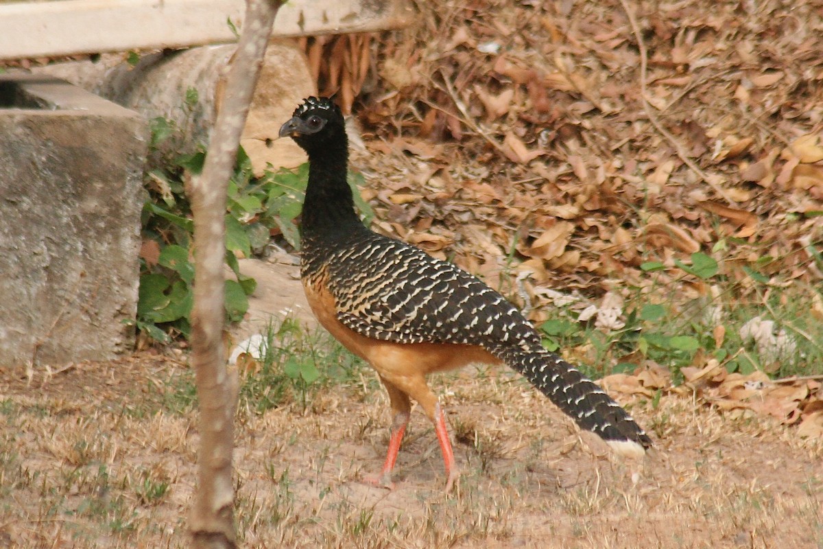 Bare-faced Curassow - ML627728117