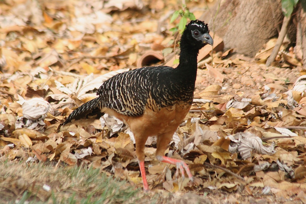 Bare-faced Curassow - ML627728118