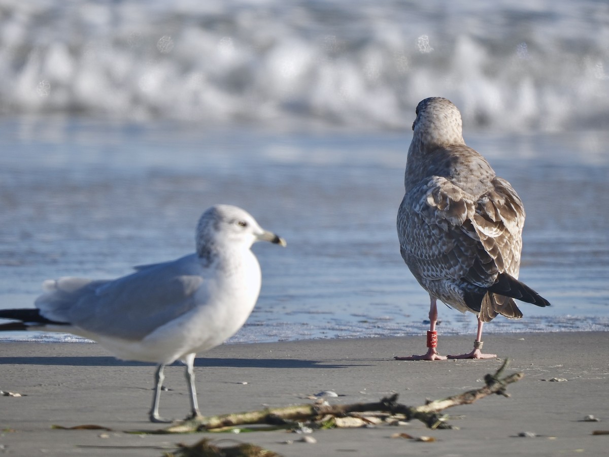 American Herring Gull - ML627728119