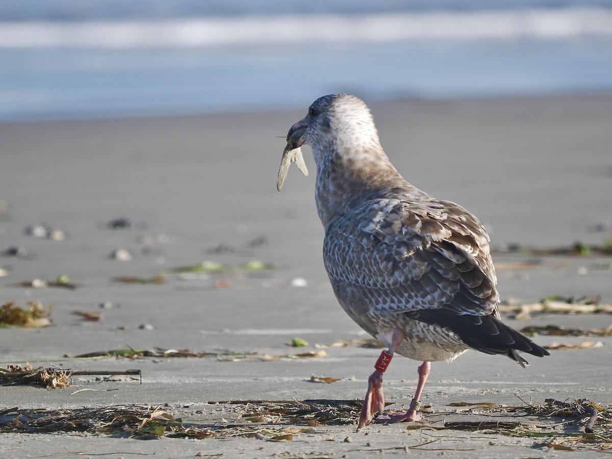 American Herring Gull - ML627728120