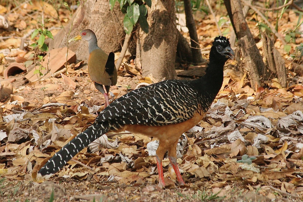 Bare-faced Curassow - ML627728121