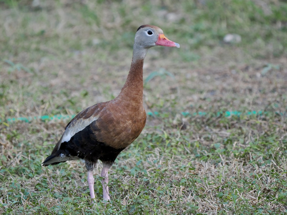 Black-bellied Whistling-Duck - ML627728132