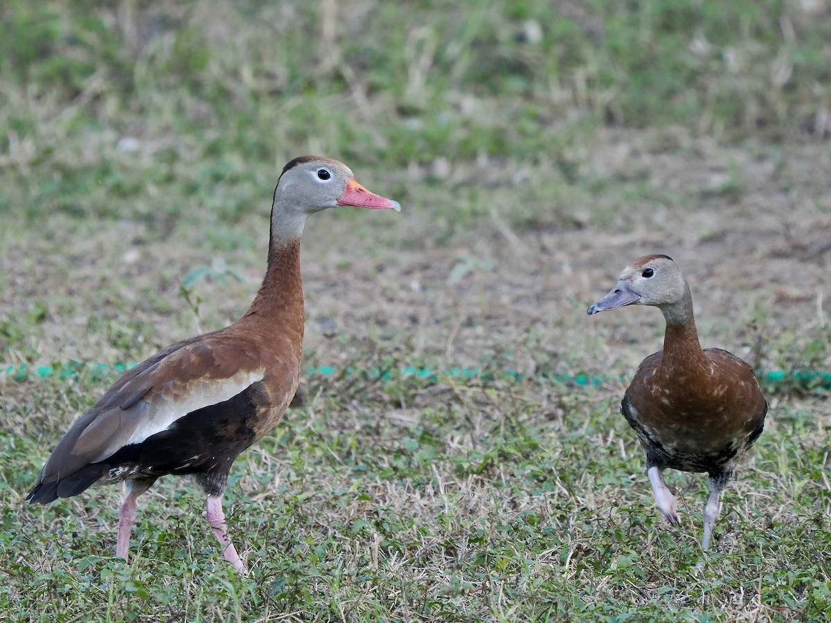 Black-bellied Whistling-Duck - ML627728133