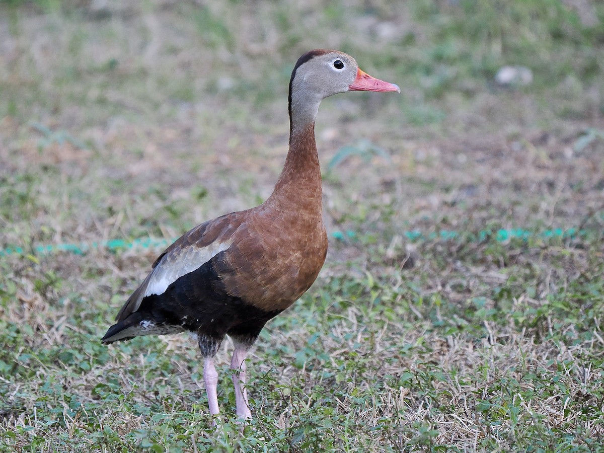 Black-bellied Whistling-Duck - ML627728134