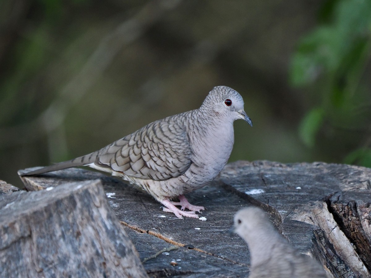 Inca Dove - ML627728161