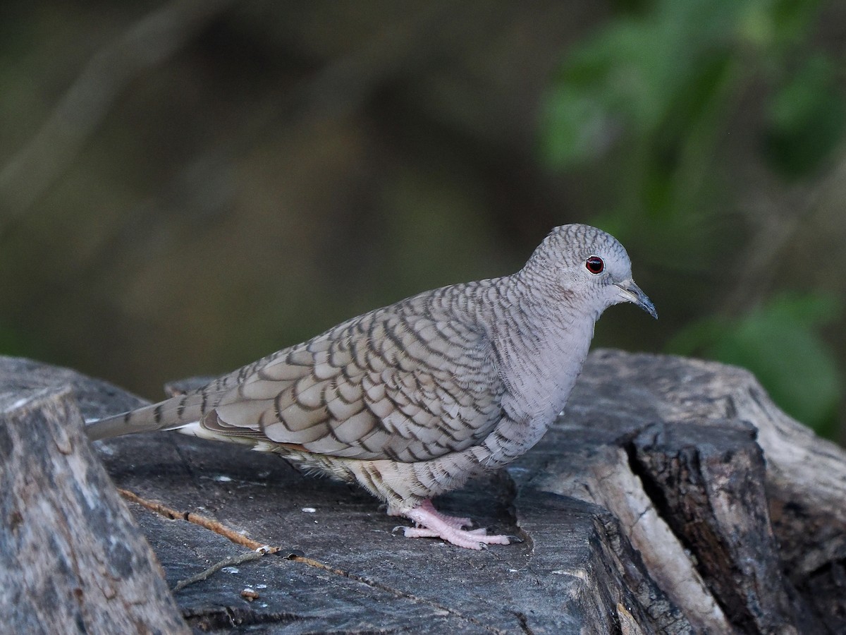 Inca Dove - ML627728162