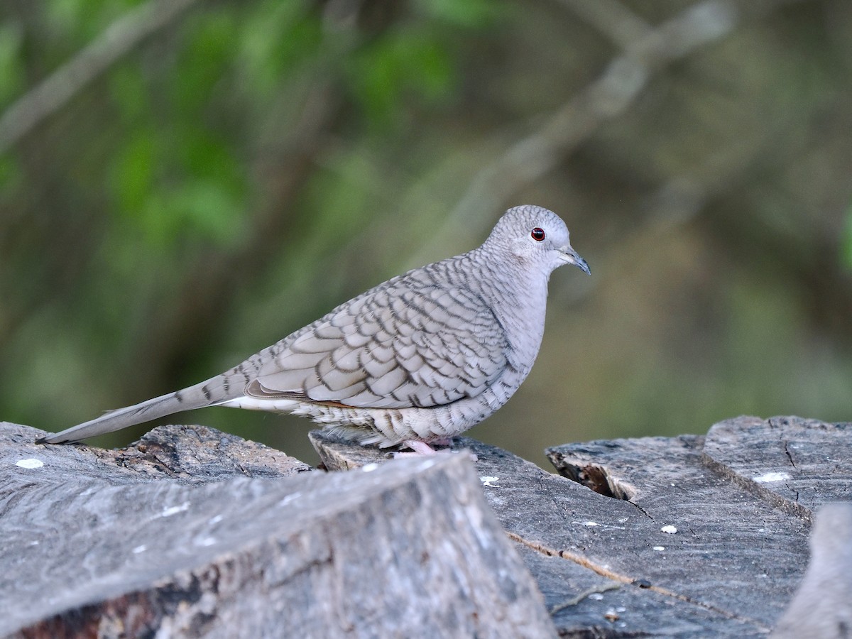 Inca Dove - ML627728164