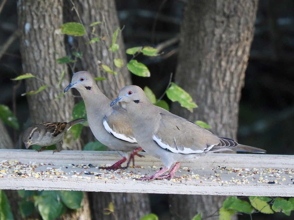 White-winged Dove - ML627728192