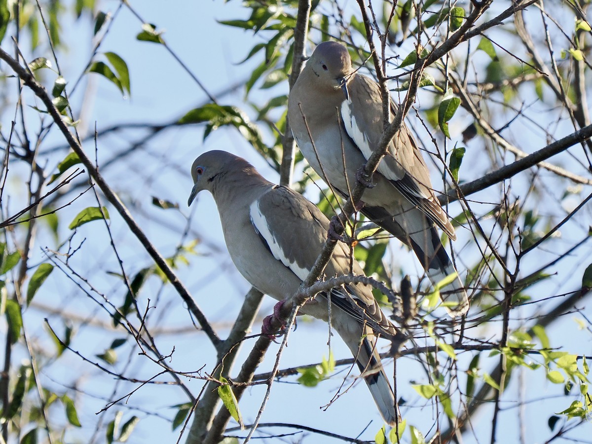 White-winged Dove - ML627728193