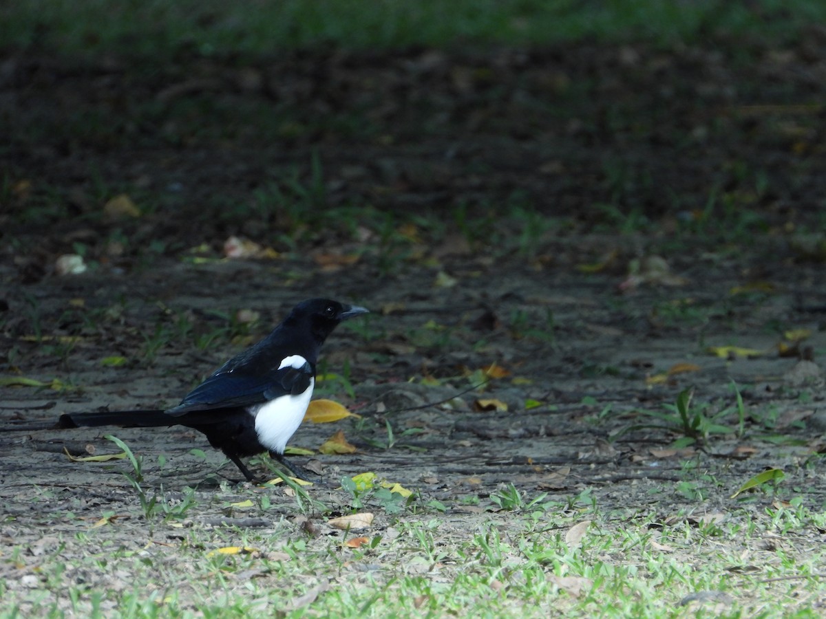 Oriental Magpie - ML627728199