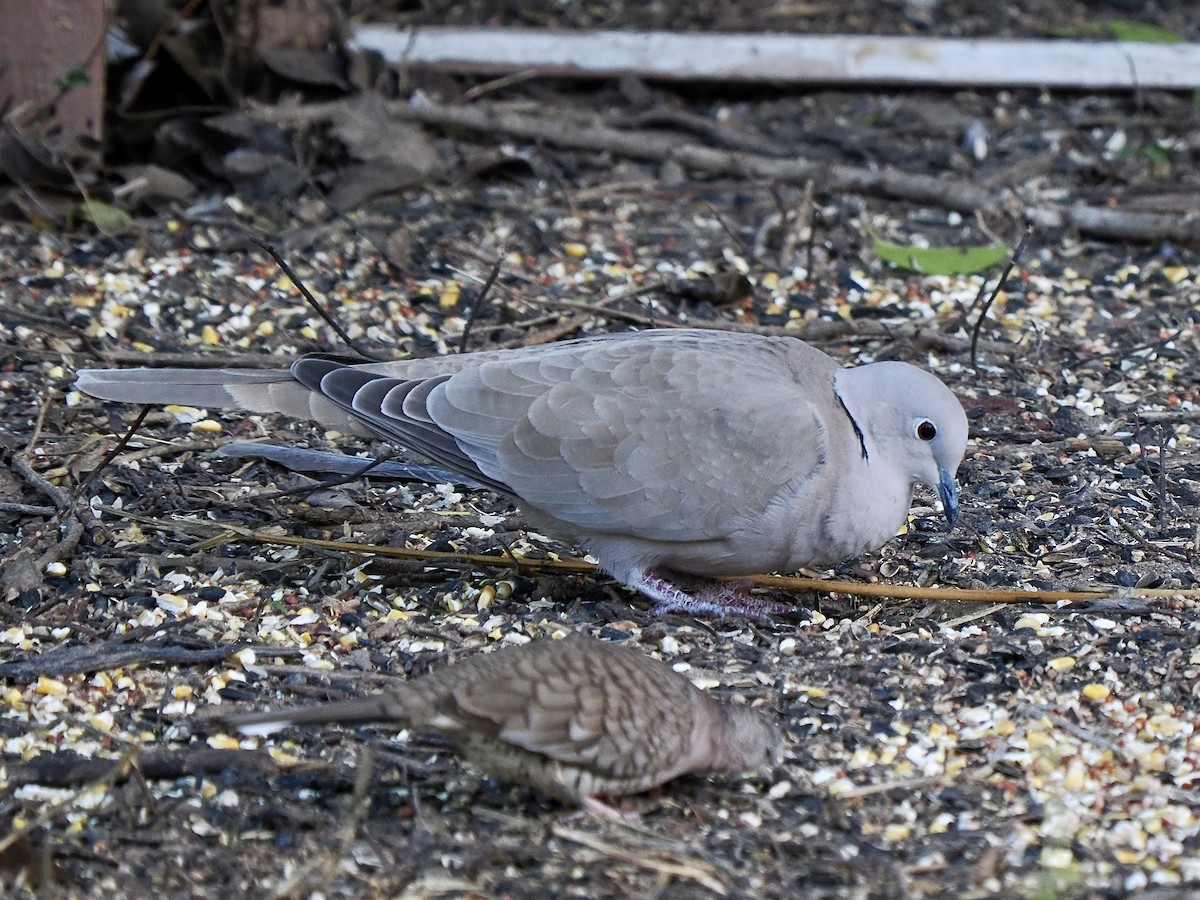 Eurasian Collared-Dove - ML627728227