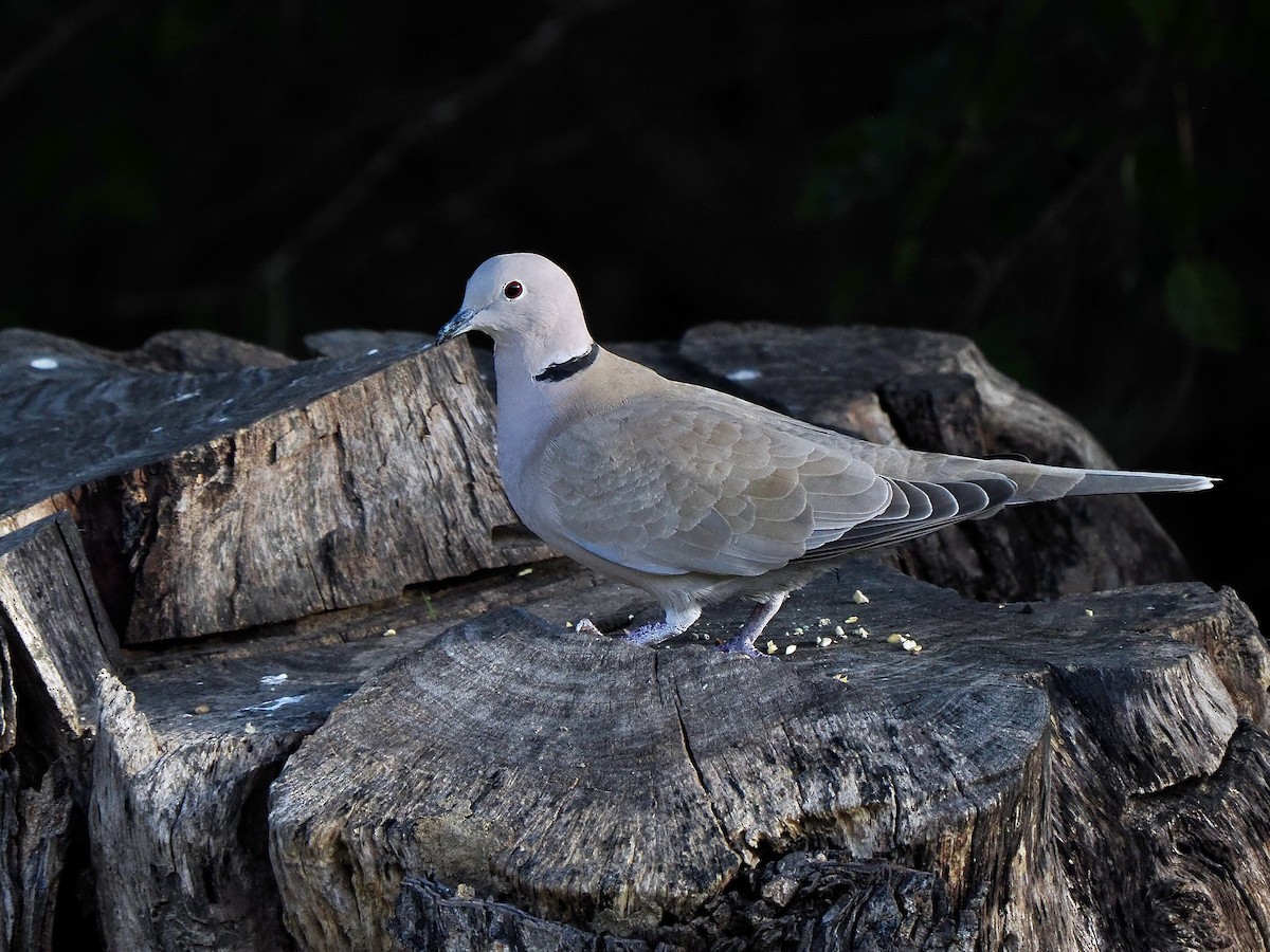 Eurasian Collared-Dove - ML627728228