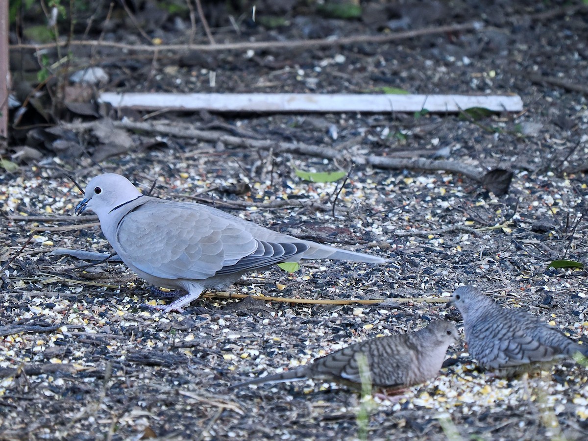 Eurasian Collared-Dove - ML627728229