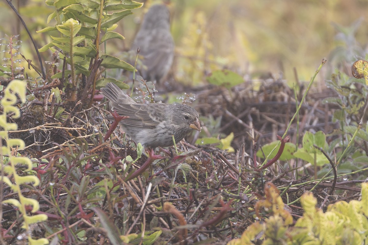 Medium Ground-Finch - ML627728244