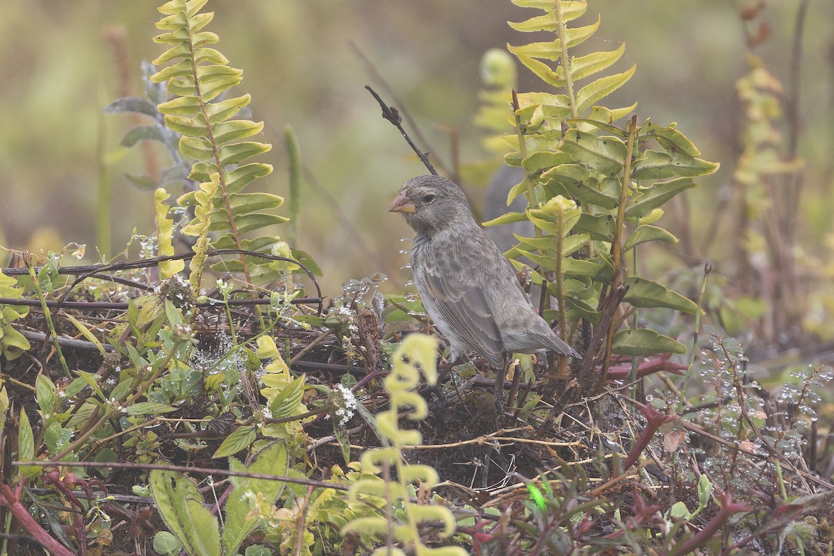 Medium Ground-Finch - ML627728245