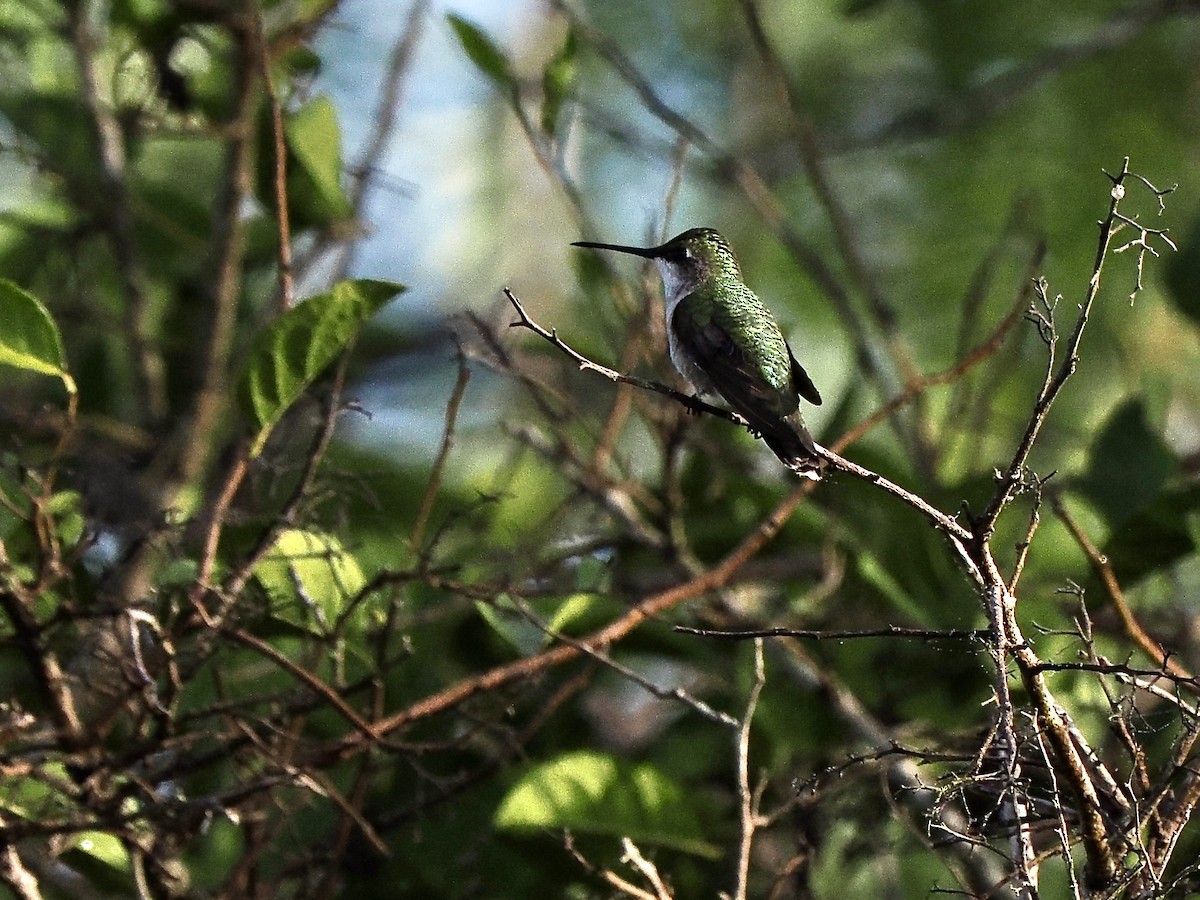 Ruby-throated Hummingbird - ML627728348