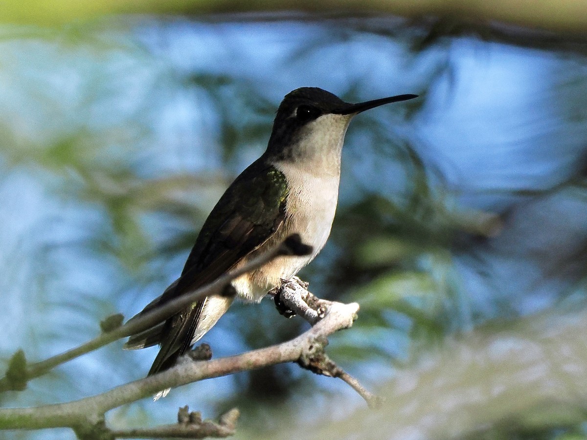 Ruby-throated Hummingbird - ML627728349