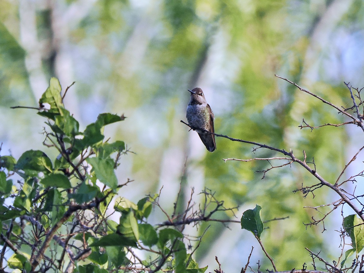 Anna's Hummingbird - ML627728378