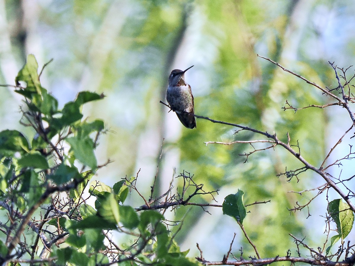 Anna's Hummingbird - ML627728379