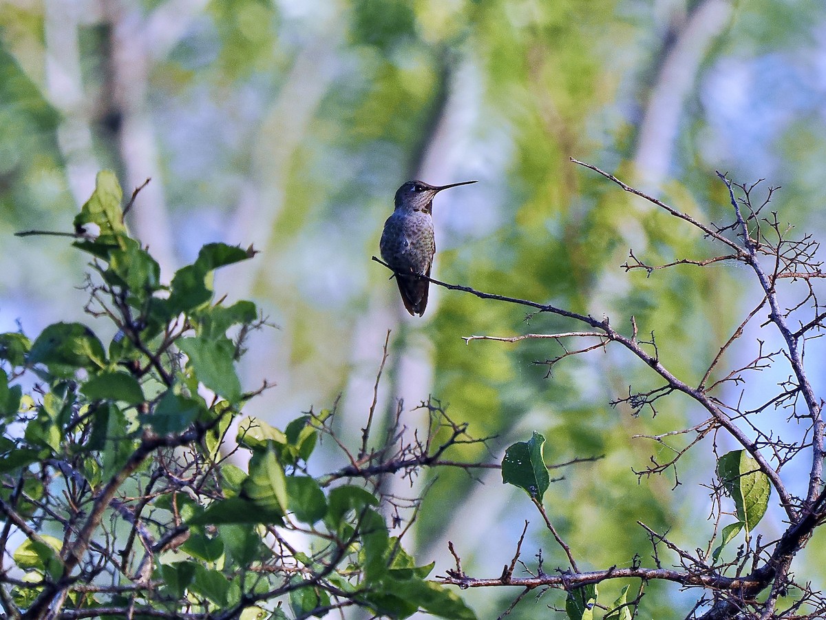 Anna's Hummingbird - ML627728380