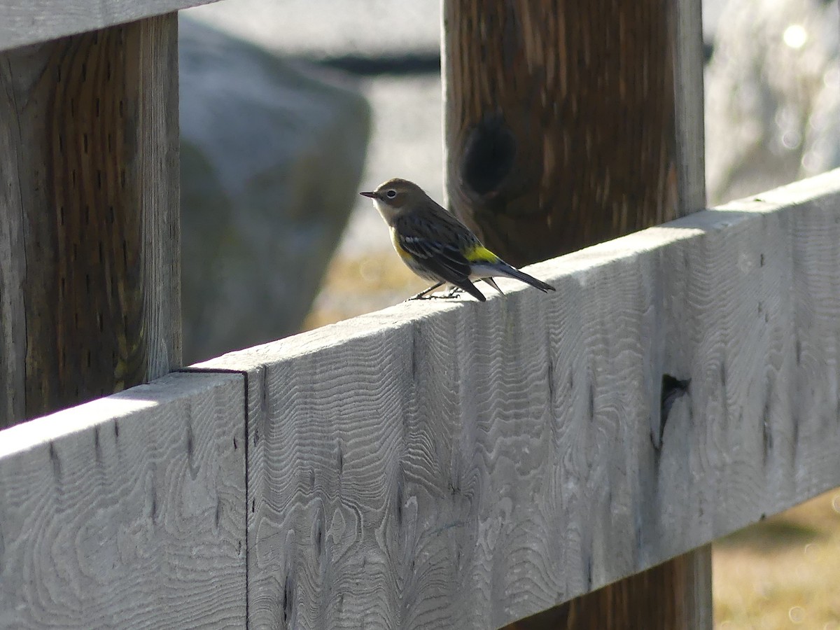 Yellow-rumped Warbler - ML627728496