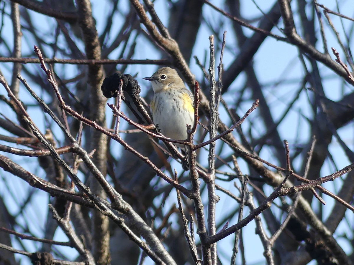 Yellow-rumped Warbler - ML627728498