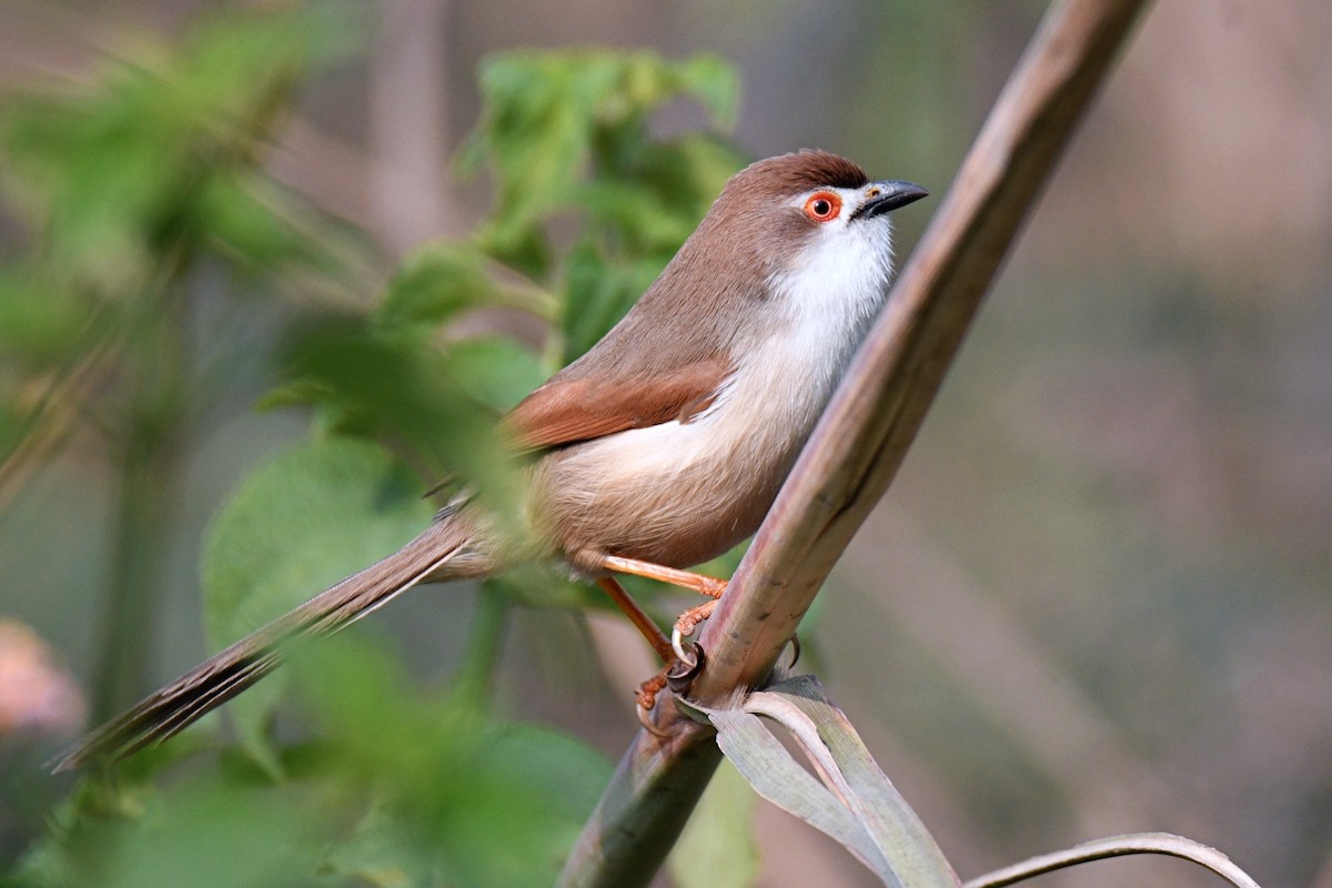 Yellow-eyed Babbler - ML627728526