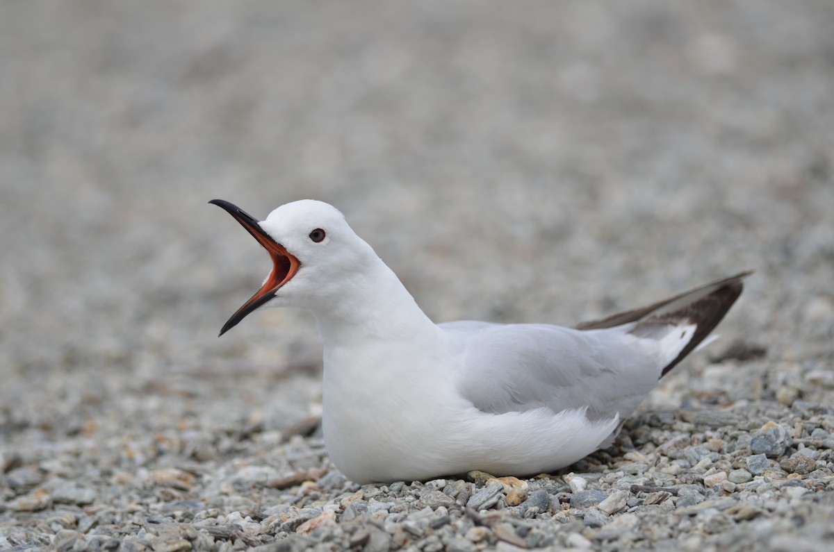 Black-billed Gull - ML627728555