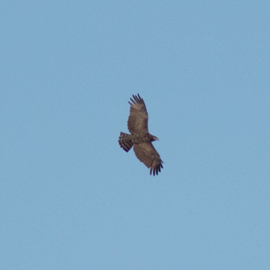 Brown Snake-Eagle - Jim Ferrari