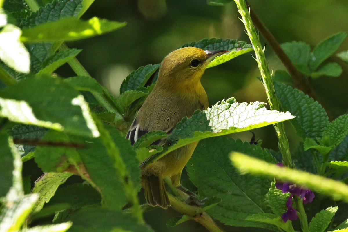 Orchard Oriole - ML627728572