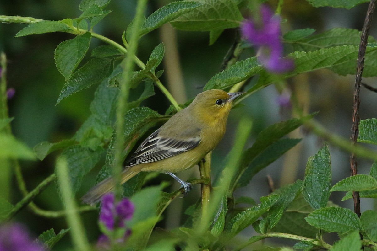 Orchard Oriole - ML627728573