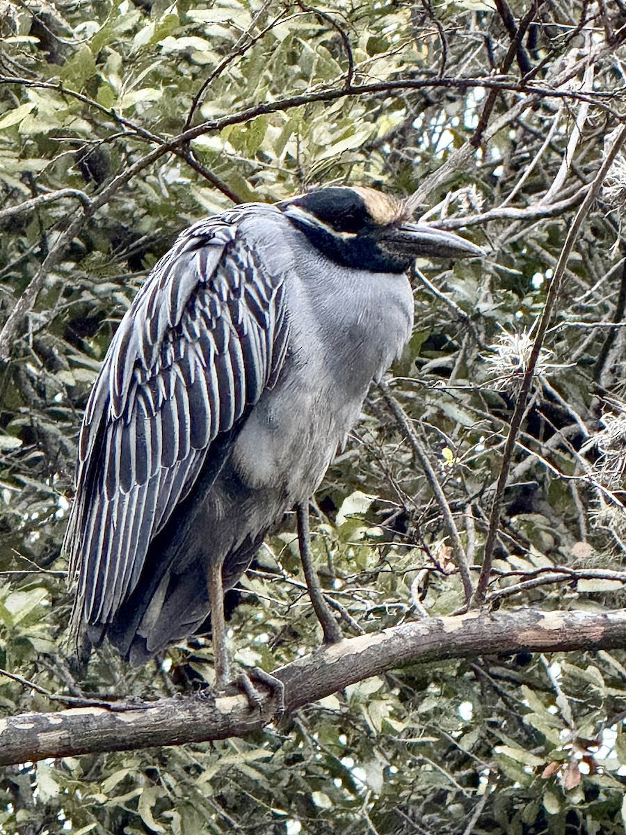 Yellow-crowned Night Heron - ML627728622