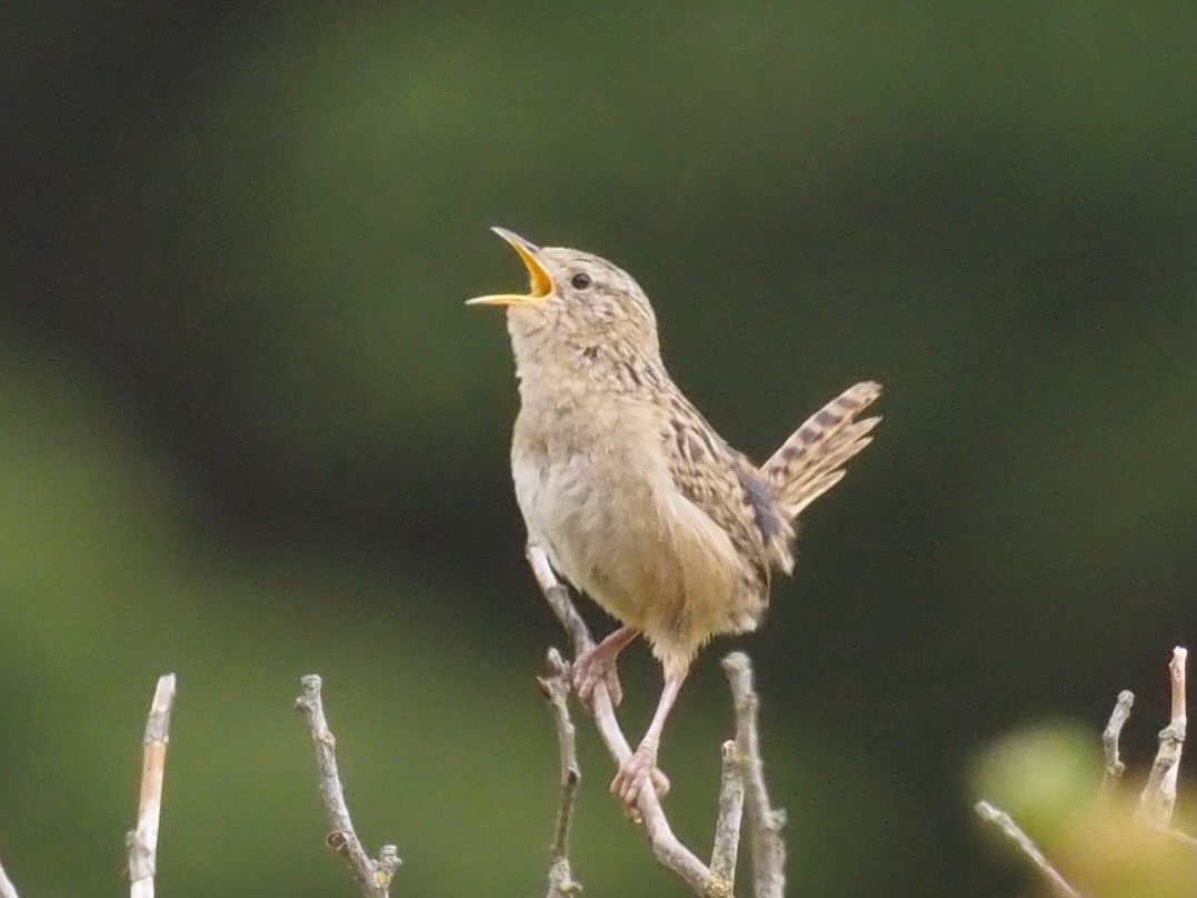 Grass Wren (Austral) - ML627728640