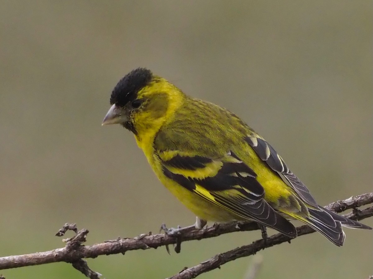 Black-chinned Siskin - ML627728644