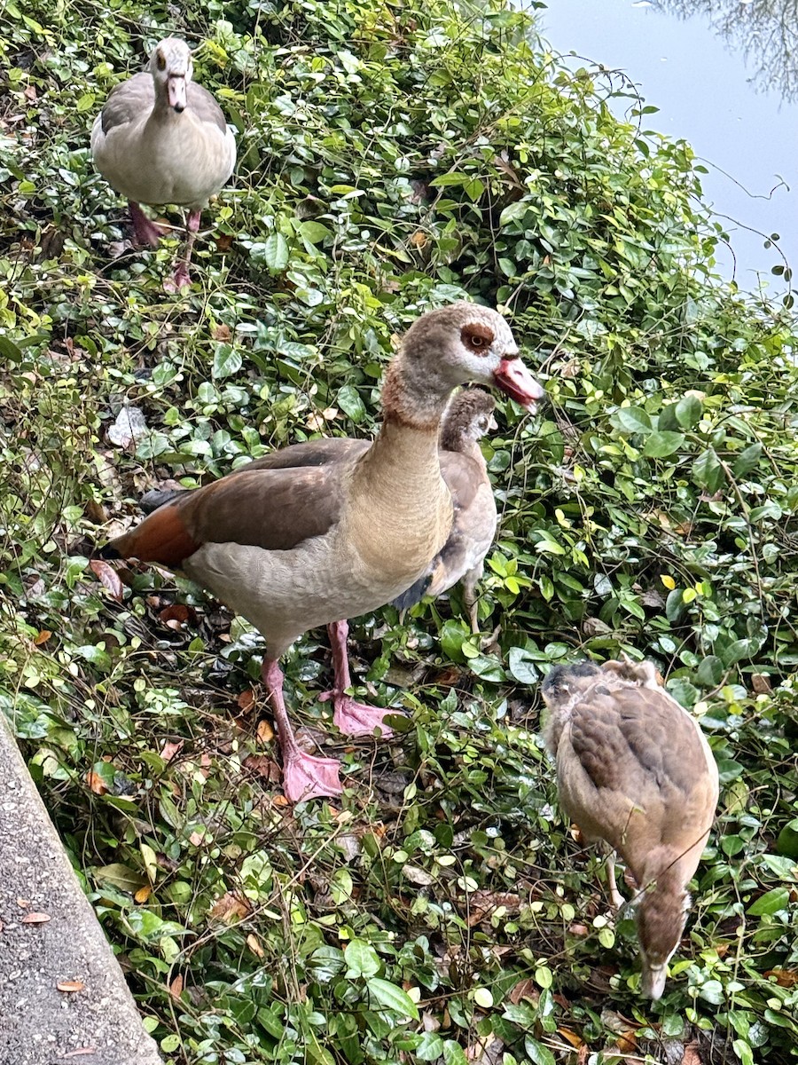 Egyptian Goose - ML627728651